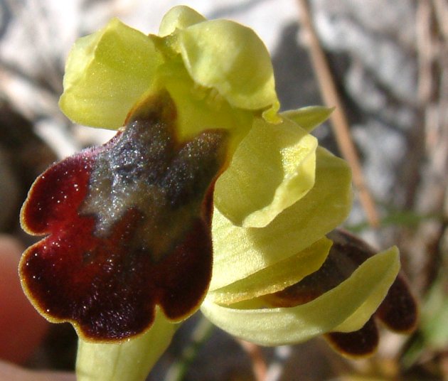 Ophrys sancti-isidorii