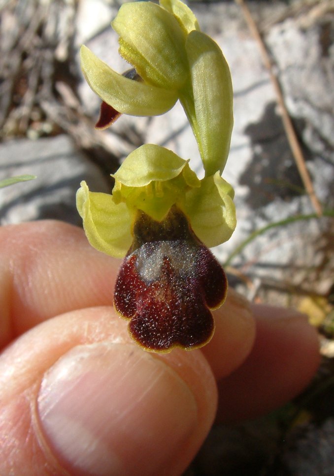 Ophrys sancti-isidorii