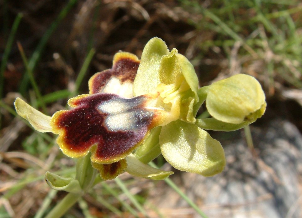 O. blitopertha e O. persephonae