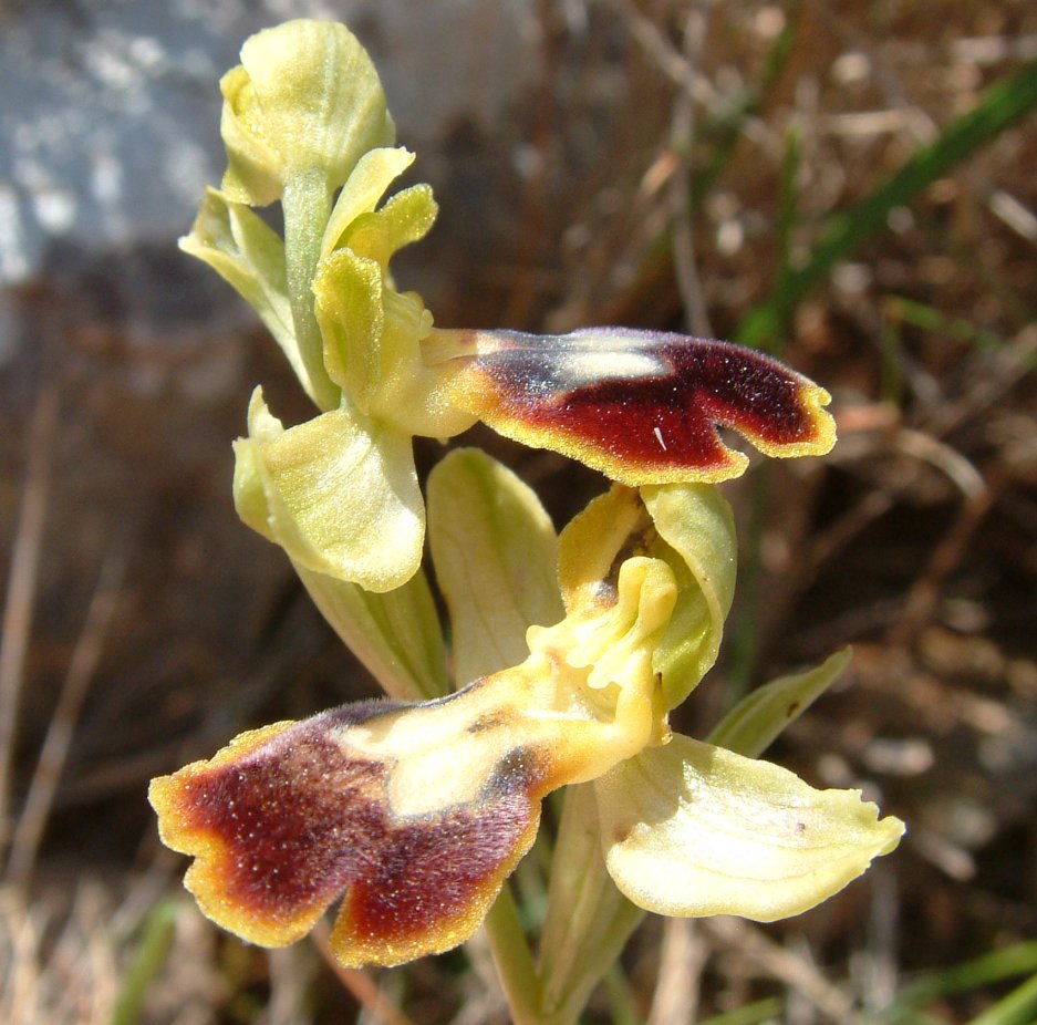 O. blitopertha e O. persephonae