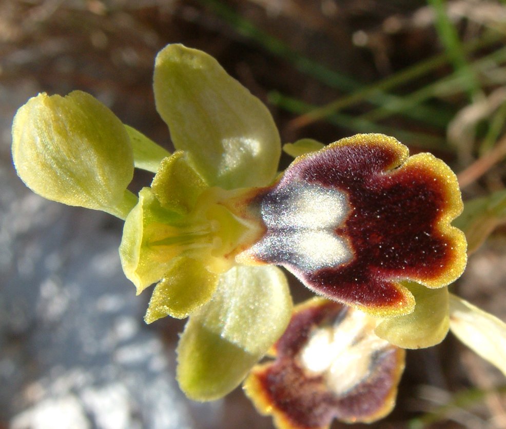 O. blitopertha e O. persephonae