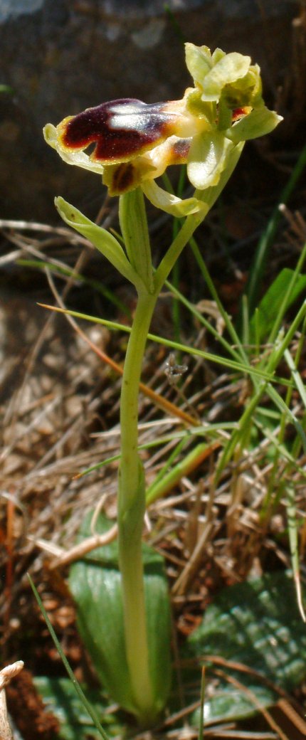 O. blitopertha e O. persephonae