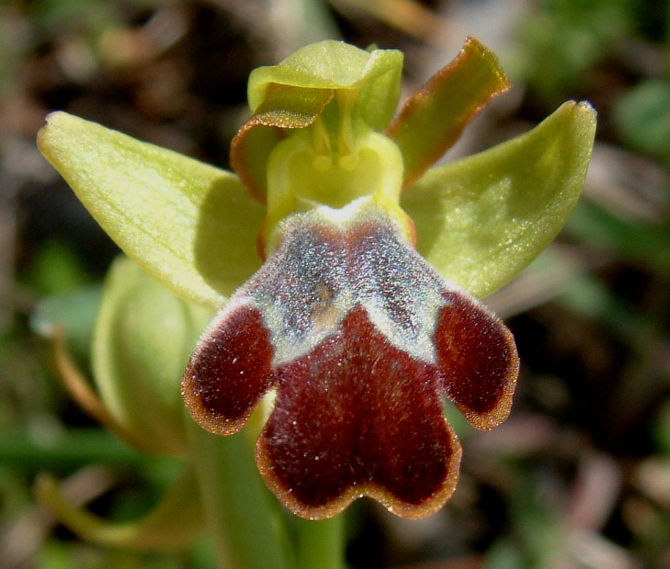 O. blitopertha e O. persephonae