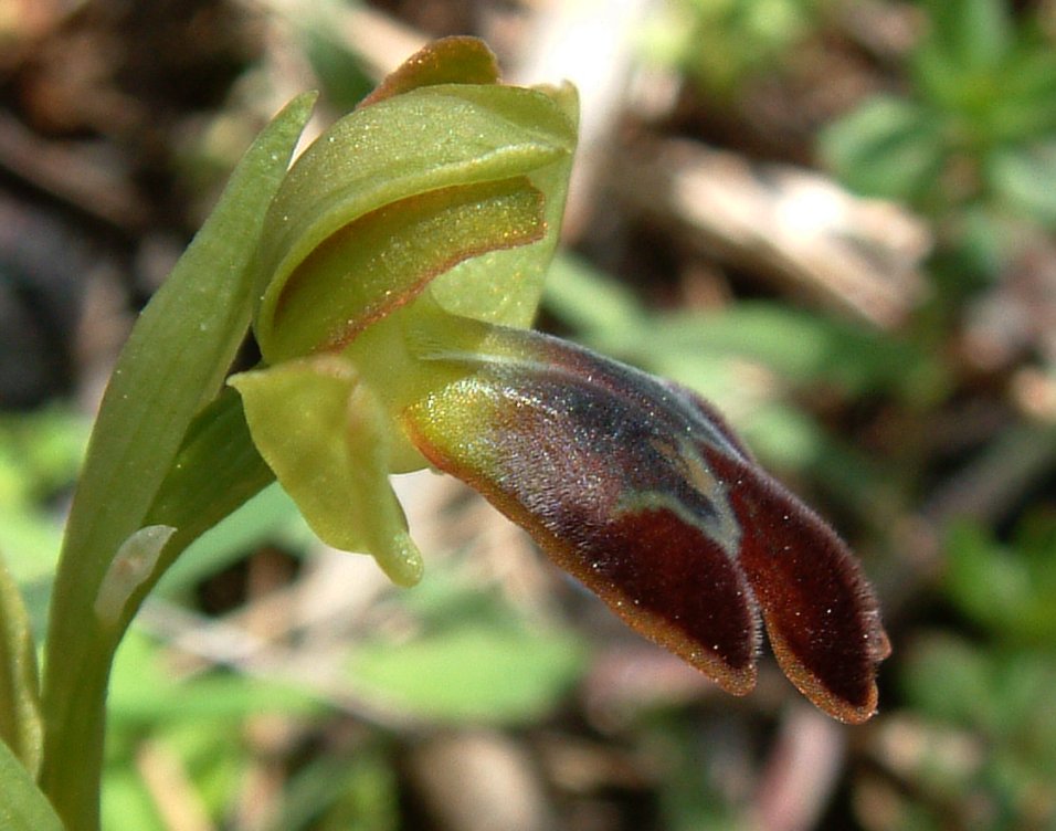 O. blitopertha e O. persephonae
