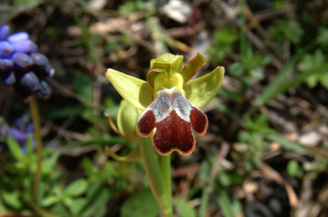 O. blitopertha e O. persephonae