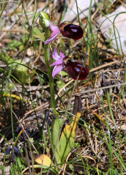 Ophrys ferrum-equinum