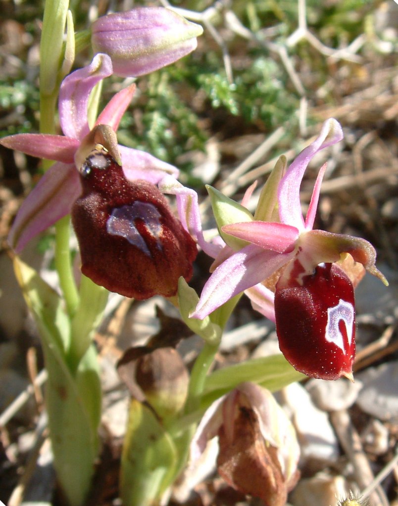 Ophrys ferrum-equinum
