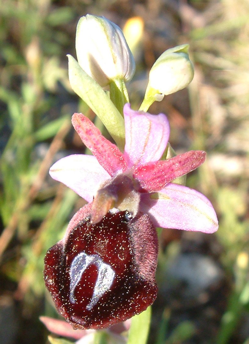 Ophrys ferrum-equinum