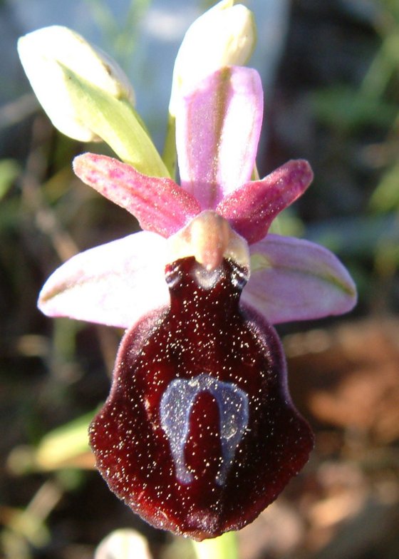 Ophrys ferrum-equinum