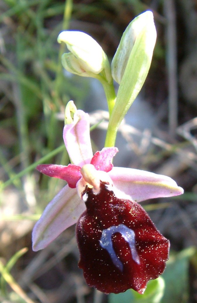 Ophrys ferrum-equinum