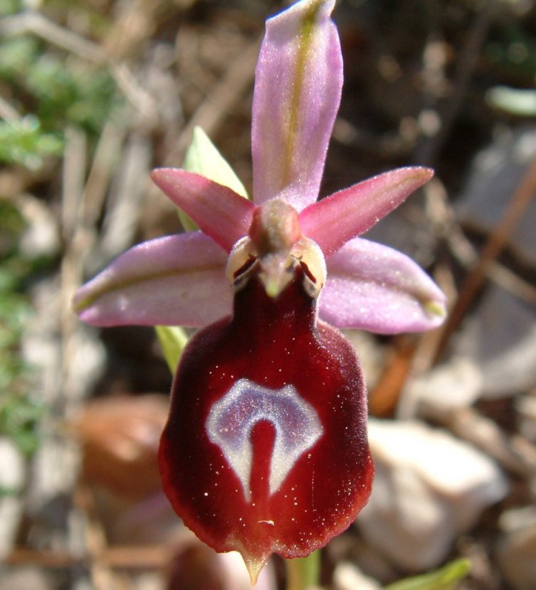Ophrys ferrum-equinum