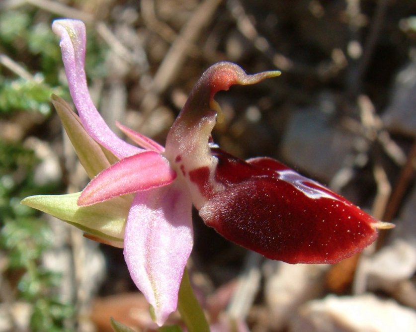 Ophrys ferrum-equinum