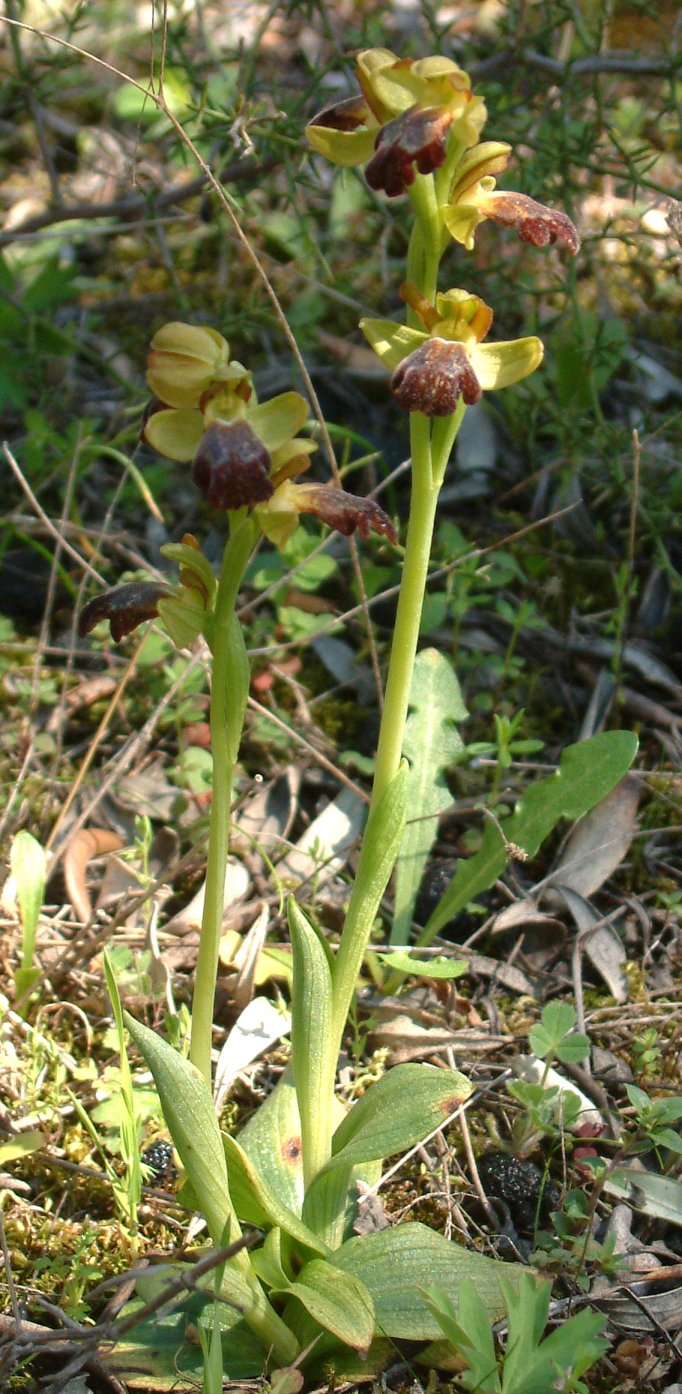 Ophrys sitiaca