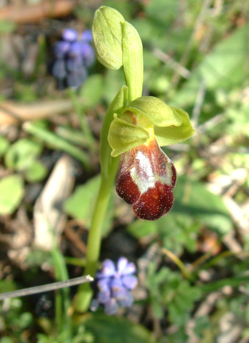 Ophrys sitiaca
