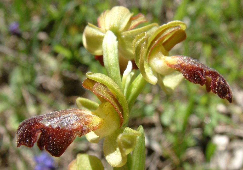 Ophrys sitiaca
