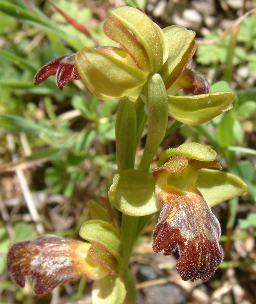 Ophrys sitiaca