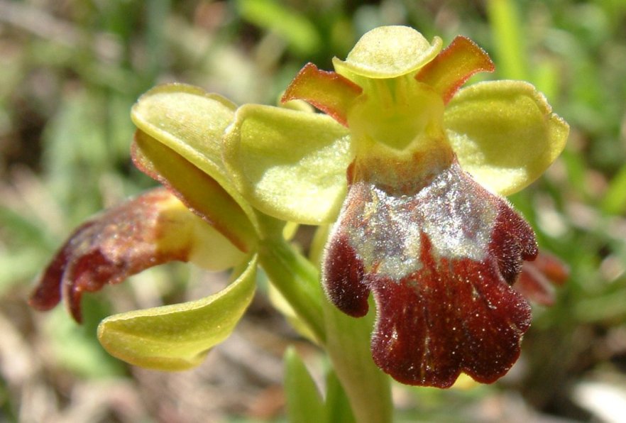 Ophrys sitiaca