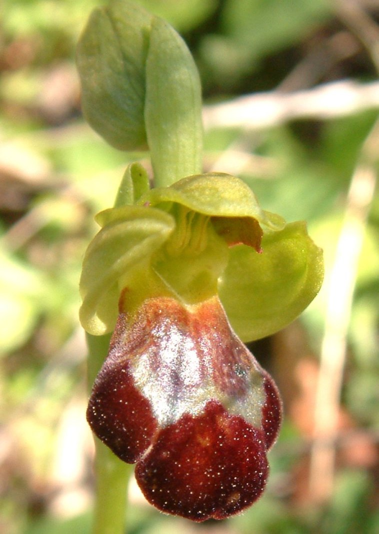 Ophrys sitiaca
