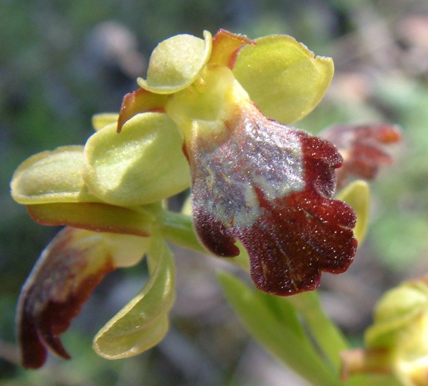 Ophrys sitiaca