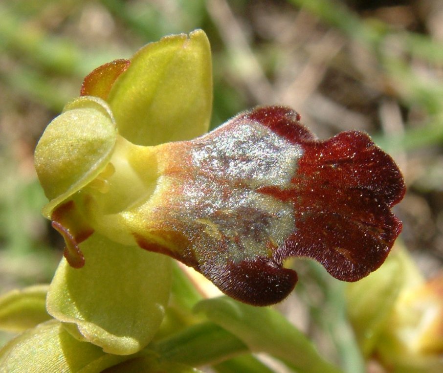 Ophrys sitiaca