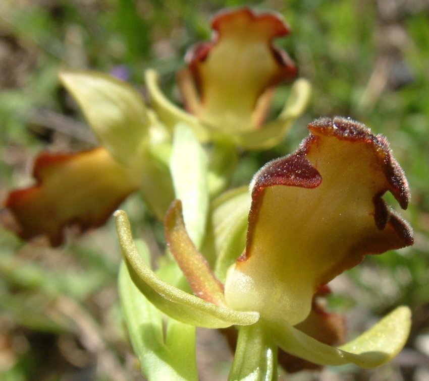 Ophrys sitiaca