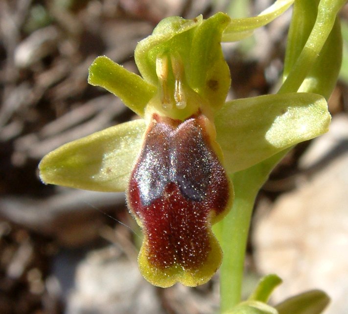 Ophrys cinereophila