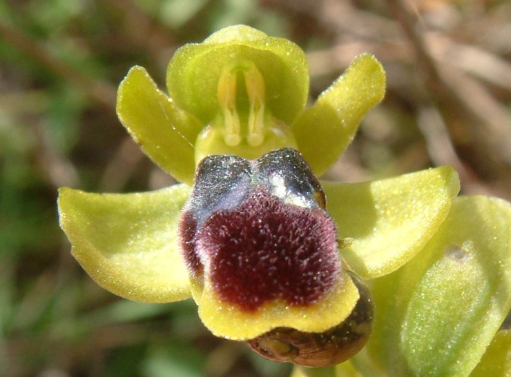 Ophrys cinereophila