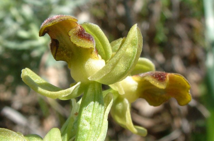 Ophrys cinereophila