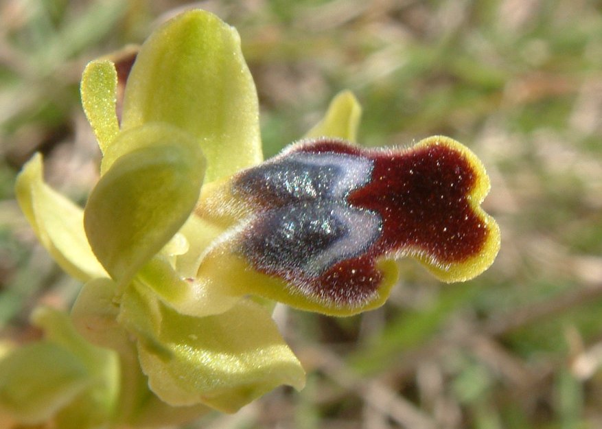 Ophrys cinereophila