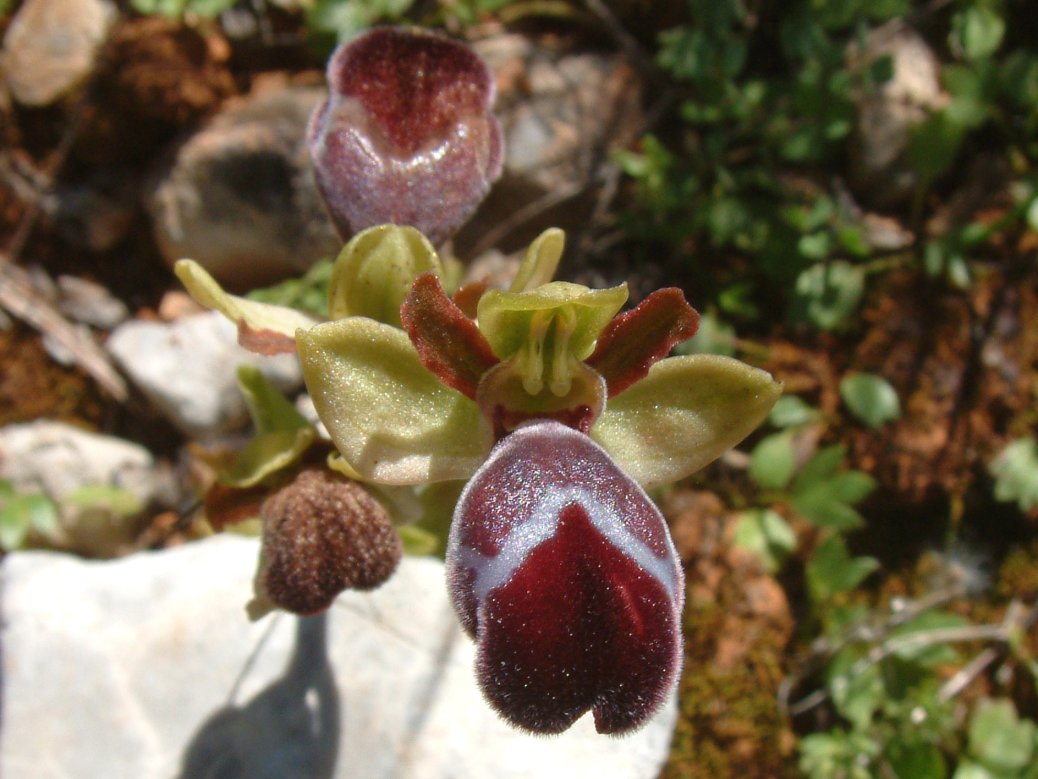 Ophrys basilissa (probabilmente)