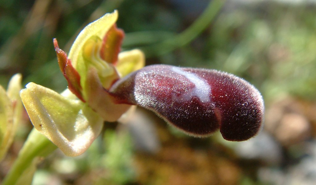 Ophrys basilissa (probabilmente)