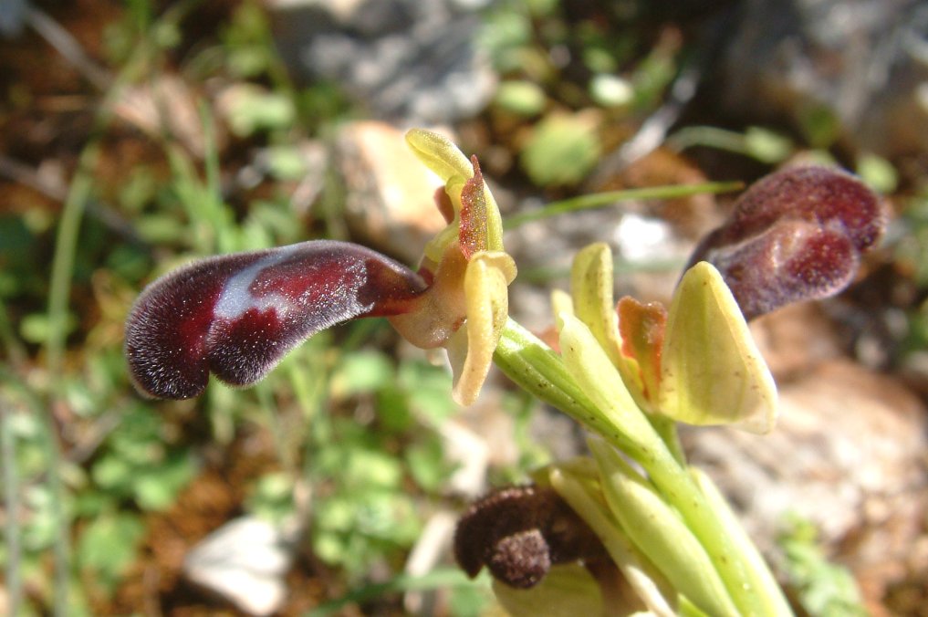 Ophrys basilissa (probabilmente)