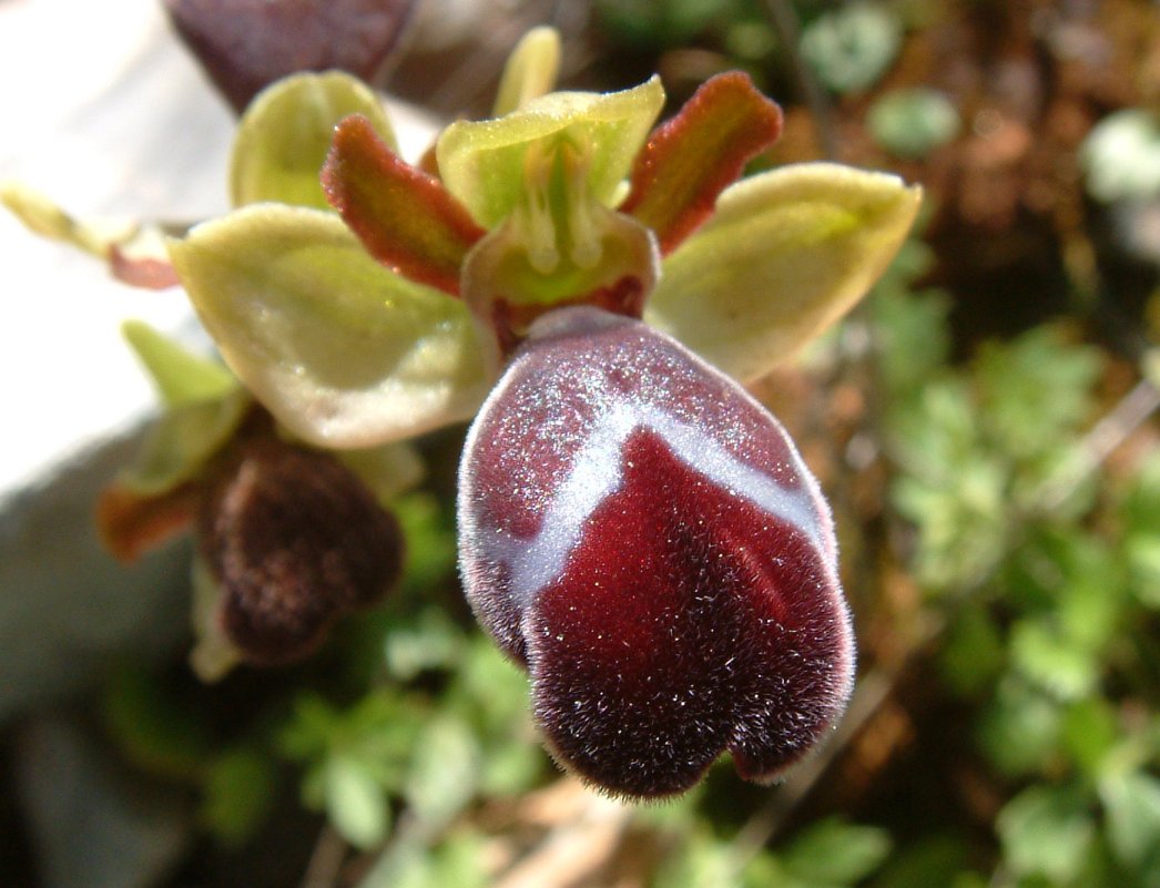 Ophrys basilissa (probabilmente)