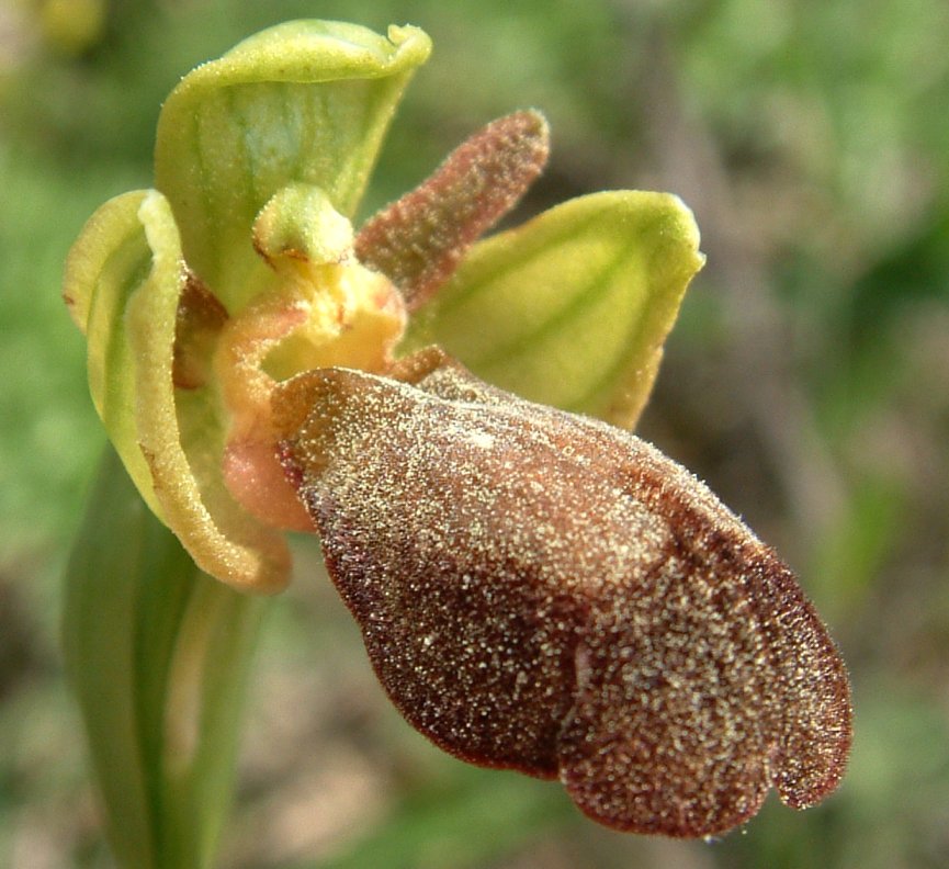 Ophrys basilissa (probabilmente)