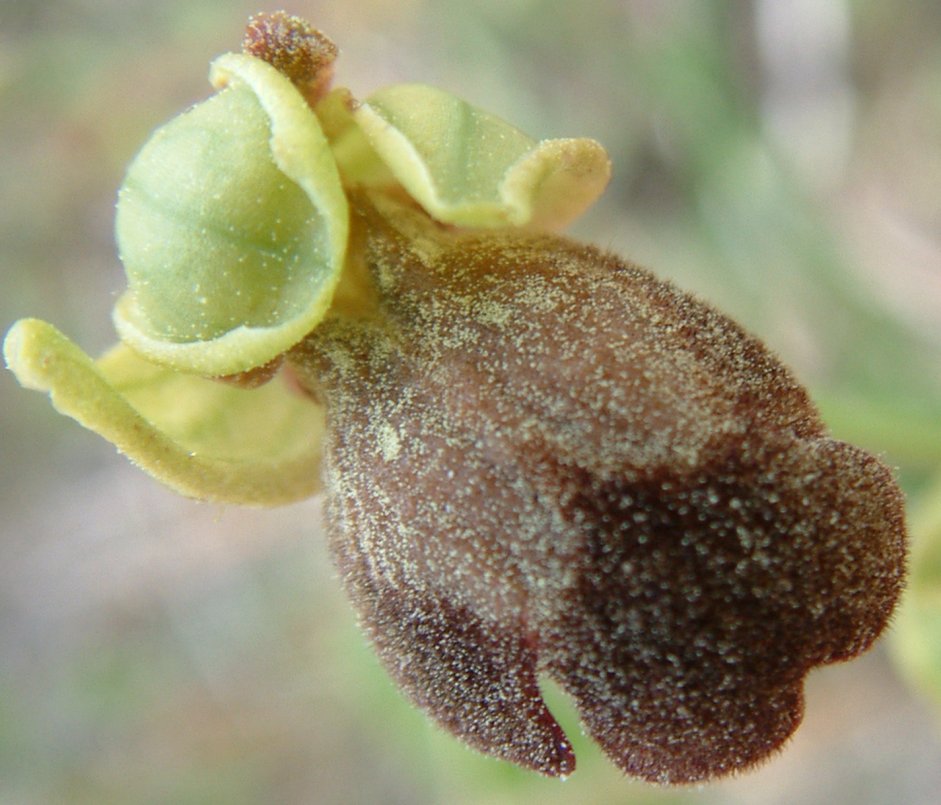 Ophrys basilissa (probabilmente)