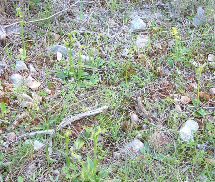 Ophrys cinereophila