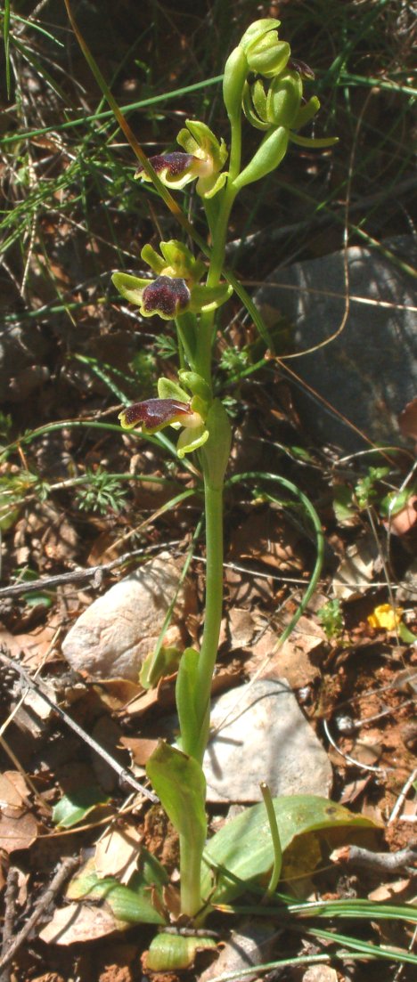 Ophrys cinereophila