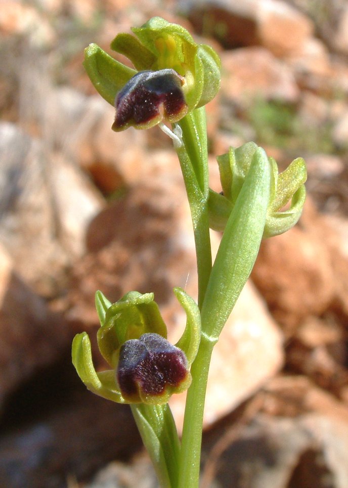 Ophrys cinereophila