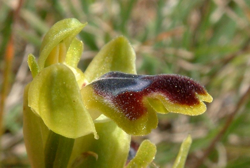 Ophrys cinereophila