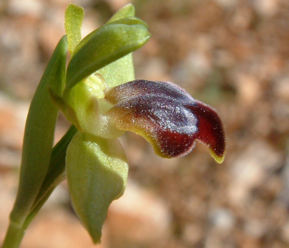 Ophrys cinereophila