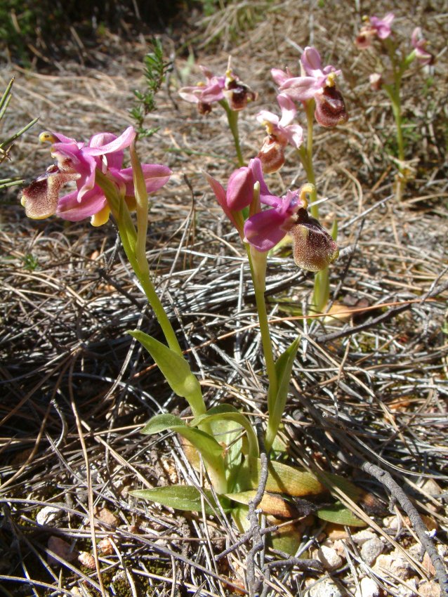 Ophrys leochroma e Ophrys villosa