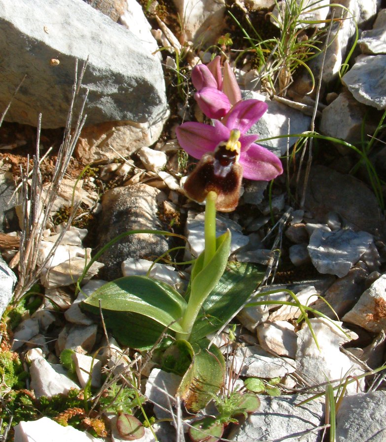 Ophrys leochroma e Ophrys villosa