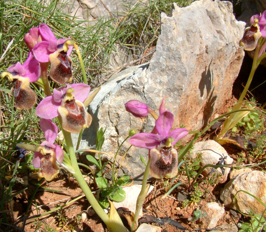 Ophrys leochroma e Ophrys villosa