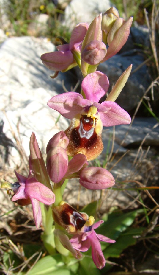 Ophrys leochroma e Ophrys villosa