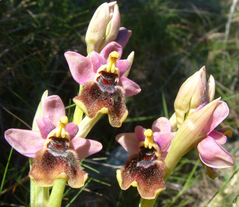 Ophrys leochroma e Ophrys villosa