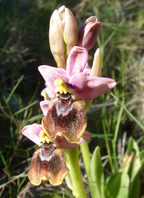 Ophrys leochroma e Ophrys villosa