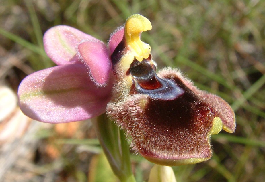 Ophrys leochroma e Ophrys villosa