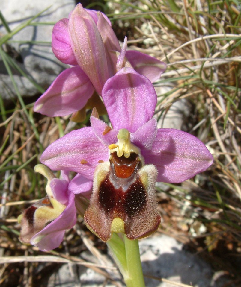 Ophrys leochroma e Ophrys villosa