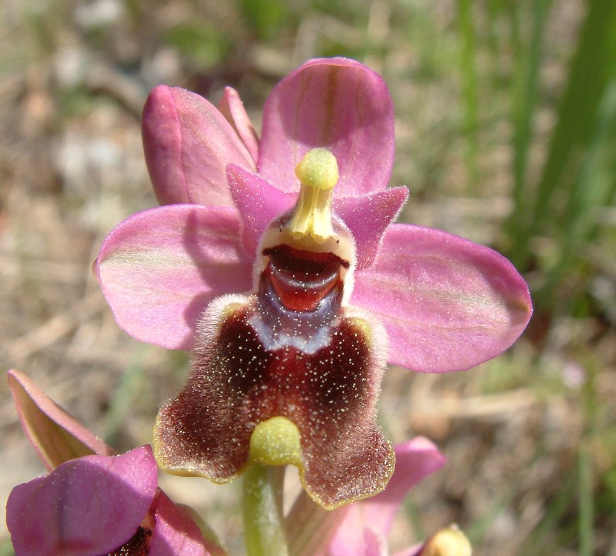 Ophrys leochroma e Ophrys villosa