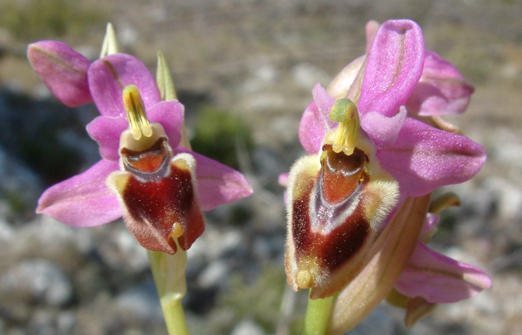 Ophrys leochroma e Ophrys villosa